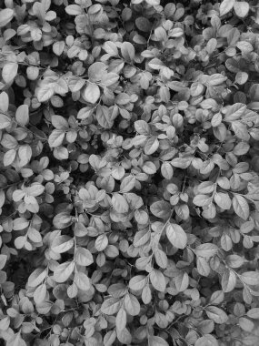 Siyah ve beyaz loropetalum bitkisi kalın, yuvarlak, dokulu yapraklardan oluşan bir desen oluşturur. Monokromatik etki Kuala Lumpur mahallesindeki yeşilliklerin şekillerini ve gölgelerini vurguluyor.