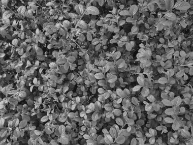 Siyah ve beyaz loropetalum bitkisi kalın, yuvarlak, dokulu yapraklardan oluşan bir desen oluşturur. Monokromatik etki Kuala Lumpur mahallesindeki yeşilliklerin şekillerini ve gölgelerini vurguluyor.