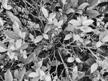 Siyah-beyaz Ficus altissima 'nın yakın çekiminde geniş bir dizi düz, eliptik yaprak çeşitli boyutlarda ve dokularda sergilenir. Kontrastın ışığı ve gölgeyi arttırarak derinlik ve doğal desenlerin uyumlu bir düzenini oluşturur..