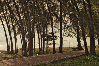Malezya Batu Buruk plajı ön planında gölgeler oluşturan ince ağaç siluetleri okyanusun yansıtıcı parıltısıyla kara yeşilliğini harmanlayan sakin bir atmosfer oluşturuyor..