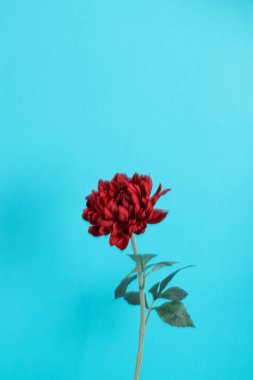 Kırmızı gül mavi arka planda izole edilmiş. Çiçek açan kırmızı gül, Güzel gül çiçekleri. 