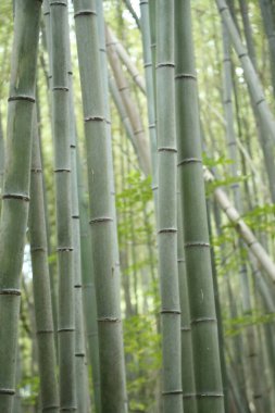 Japon parkındaki bambu ormanı..