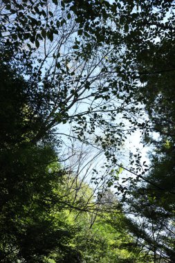 Mavi gökyüzüne karşı yeşil akçaağaç yaprakları manzarası.