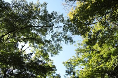 Mavi gökyüzüne karşı yeşil akçaağaç yaprakları manzarası.