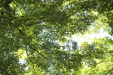 Mavi gökyüzüne karşı yeşil akçaağaç yaprakları manzarası.