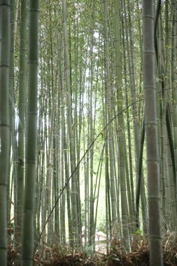 Japon parkındaki bambu ormanı..