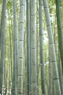 Japon parkındaki bambu ormanı..