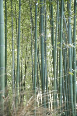 Japon parkındaki bambu ormanı..