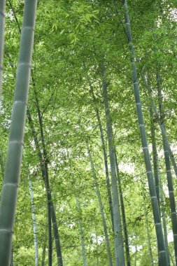 Japon parkındaki bambu ormanı..