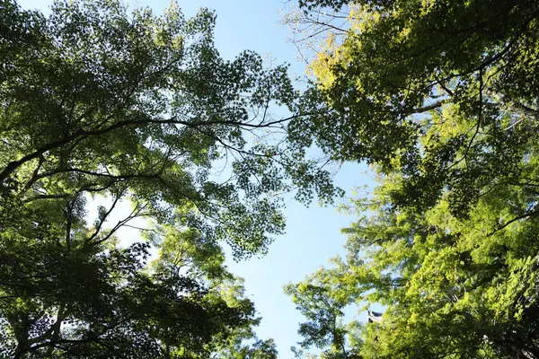 Mavi gökyüzüne karşı yeşil akçaağaç yaprakları manzarası.