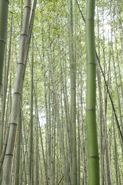Japon parkındaki bambu ormanı..