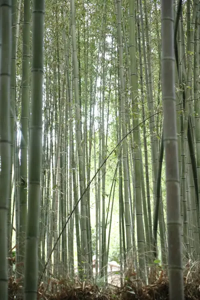 Japon parkındaki bambu ormanı..