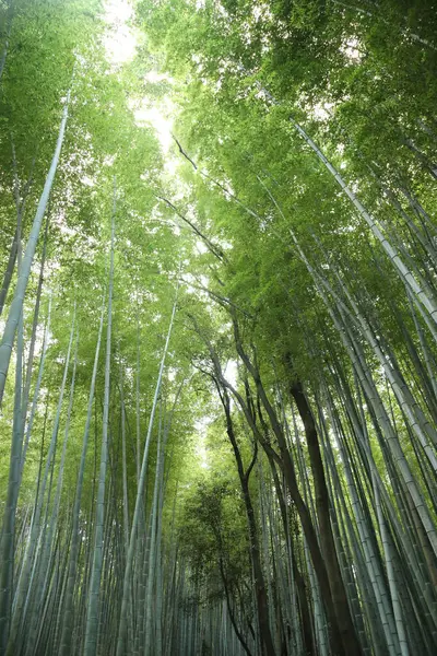 Mavi gökyüzünde bir sürü yaprağı olan uzun bambudan alçak açılı bir manzara..