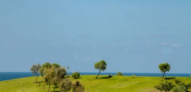 yeşil çimenler tarlada