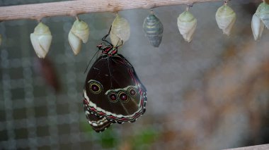Kelebek Doğuşu: Hayatın Dönüşümü