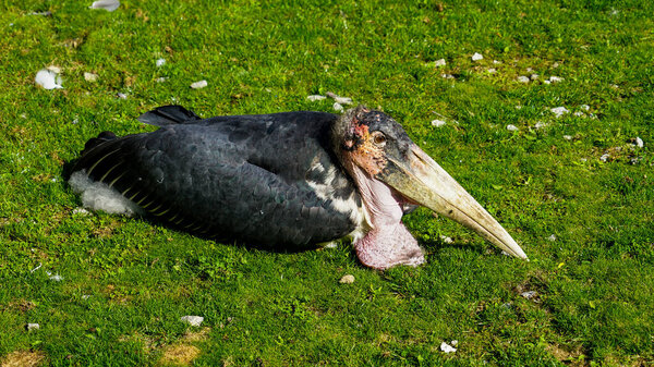Resting Marabou Stork in Verdant Fields