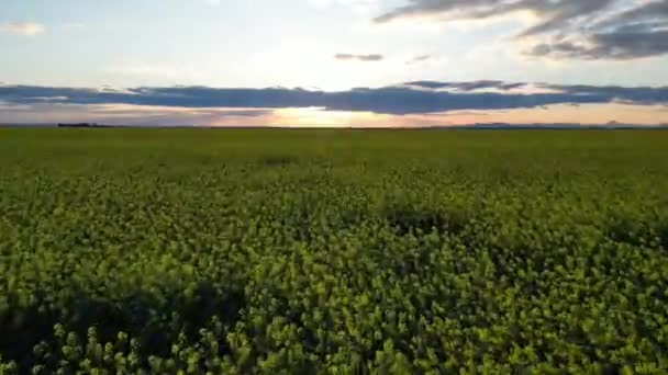 Sonnenuntergang Über Dem Grünen Rapsfeld — Stockvideo