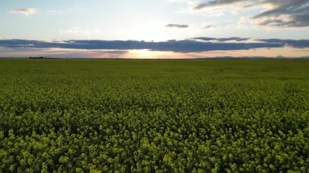 夕阳西下掠过翠绿的卡诺拉田野 — 图库视频影像