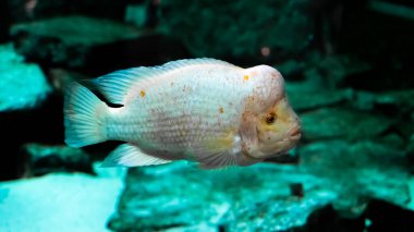 Midas Cichlid (Amphilophus citrinellus), zarif bir şekilde bir otel akvaryumunda yüzer. Balıkların hafif, hafif benekli gövdesi ve belirgin Nuchal hörgücü akvaryumun deniz mavisi arka planına vurgulanır..