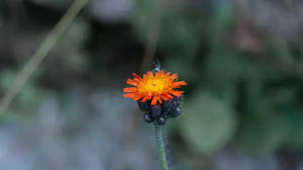 stock image A striking close-up of an Orange Hawkweed (Pilosella aurantiaca) in full bloom. The vibrant orange petals surround a bright yellow center, creating a captivating contrast against the soft, out-of-focus background.