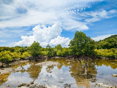 Rhizophoraceae kabilesinden Çengar bitkisi veya Ceriops, dalgalara ve aşınmalara karşı korumak için mangrov bitkisi, mangrov bitkilerinin yetiştirilmesi