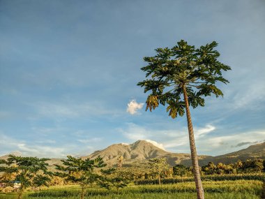 yemyeşil pirinç tarlaları. Maumere, Flores, Endonezya 'nın arka planında Egon Dağı olan pirinç tarlalarının manzarası. Bereketli pirinç yetiştiriciliği