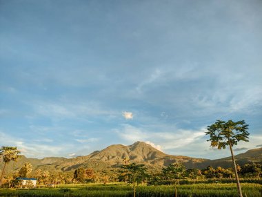 yemyeşil pirinç tarlaları. Maumere, Flores, Endonezya 'nın arka planında Egon Dağı olan pirinç tarlalarının manzarası. Bereketli pirinç yetiştiriciliği