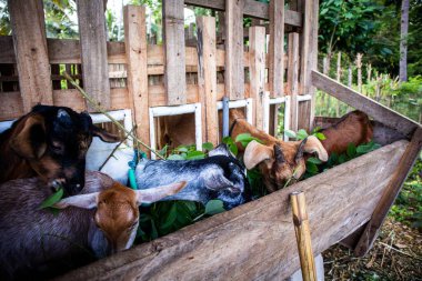 Keçiler yiyor, keçiler çiftlikte tutuluyor.