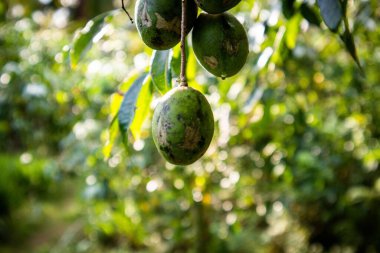Kedondong meyveleri çiçek açar ve meyve verir.