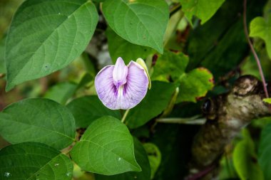 Centrosema bitkisinin çiçekleri ya da yabani bezelyeler.