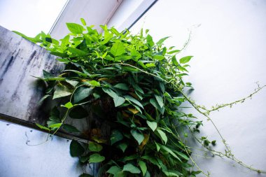 sürünen Psophocarpus tetragonolobus bitkisi.