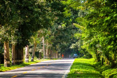 Yol güzel ve gölgeli ve yeşil ağaçlarla kaplı.