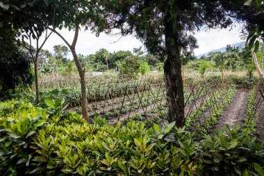 Lewotobi Yanardağı 2024 Yanardağı 'nın patlaması sonucu bitki yapraklarına yapışmış volkanik kül.