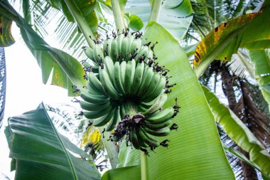 Meyve veren muz bitkileri