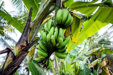 Meyve veren muz bitkileri