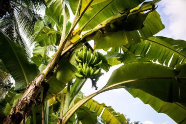 Meyve veren muz bitkileri