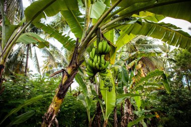 Meyve veren muz bitkileri