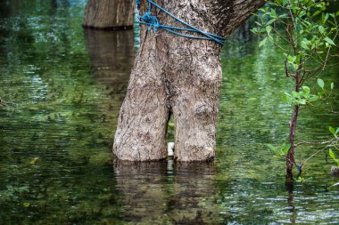 Kumsalda yetişen mangrov ağaçları.