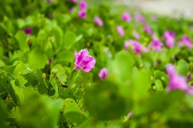 Kumlu plajlarda yayılıp büyüyen Ipomoea pes-caprae bitkisi, çiçek açan bitki arka planı ve duvar kağıdı.