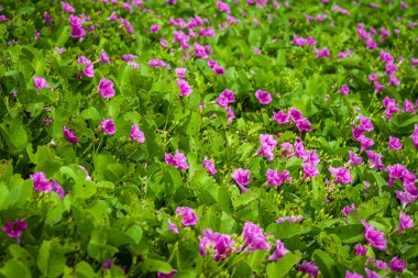 Kumlu plajlarda yayılıp büyüyen Ipomoea pes-caprae bitkisi, çiçek açan bitki arka planı ve duvar kağıdı.