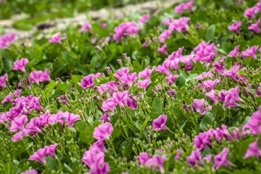 Kumlu plajlarda yayılıp büyüyen Ipomoea pes-caprae bitkisi, çiçek açan bitki arka planı ve duvar kağıdı.