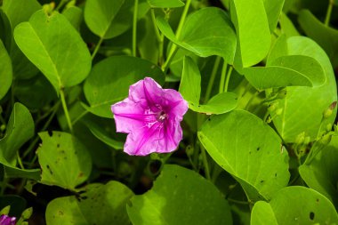 Kumlu plajlarda yayılıp büyüyen Ipomoea pes-caprae bitkisi, çiçek açan bitki arka planı ve duvar kağıdı.
