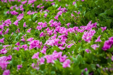 Kumlu plajlarda yayılıp büyüyen Ipomoea pes-caprae bitkisi, çiçek açan bitki arka planı ve duvar kağıdı.