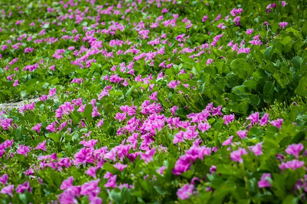 Kumlu plajlarda yayılıp büyüyen Ipomoea pes-caprae bitkisi, çiçek açan bitki arka planı ve duvar kağıdı.