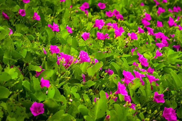 Kumlu plajlarda yayılıp büyüyen Ipomoea pes-caprae bitkisi, çiçek açan bitki arka planı ve duvar kağıdı.