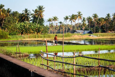 Endonezya 'da çeltik tarlalarında ve palmiye ağaçlarında çalışan bir adam. 