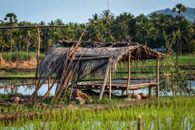 Endonezya 'da pirinç tarlası olan tropikal manzara