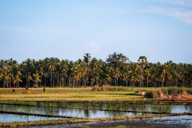 Endonezya 'da çeltik tarlaları ve palmiye ağaçları 