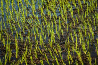 verimli tarım arazilerinde pirinç bitkileri