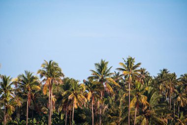 Hindistan cevizi hurma ağaçları ile mavi gökyüzü arka plan